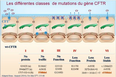 La Mucoviscidose Site Des Ressources D Acces Pour Enseigner Les Sciences De La Vie Et De La Terre